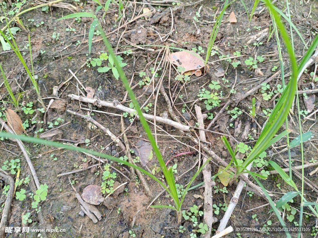 地面上的雜草與枯枝