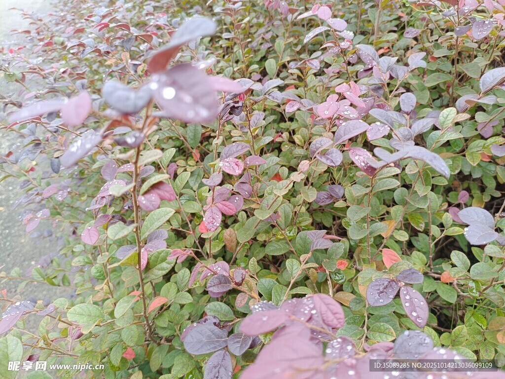 紫色葉片植物特寫