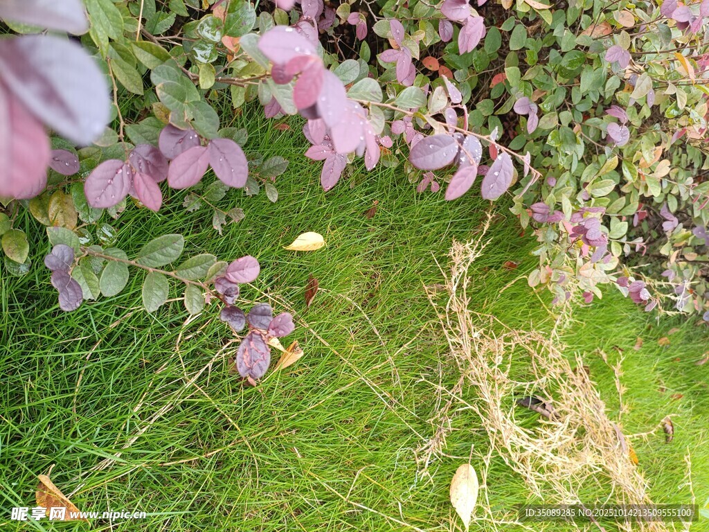 草地旁的紫色花卉景觀