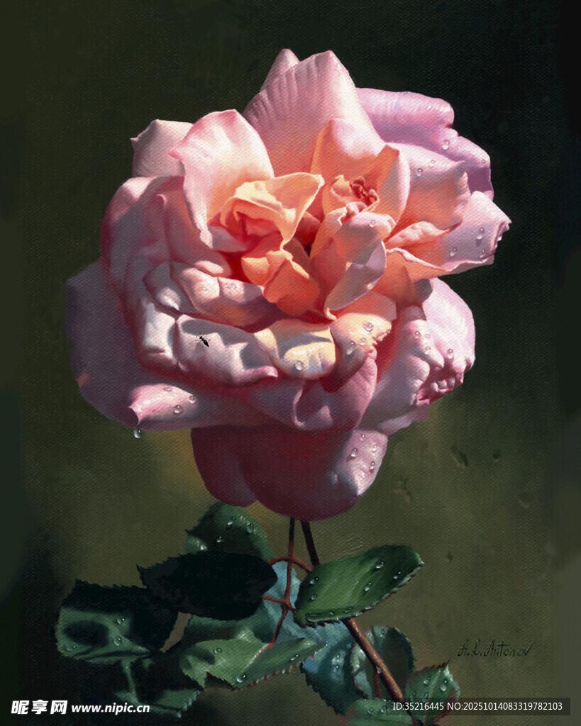 嬌艷粉色玫瑰特寫