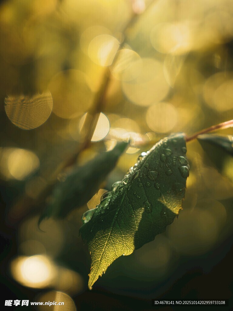 陽光下晶瑩露珠的綠葉