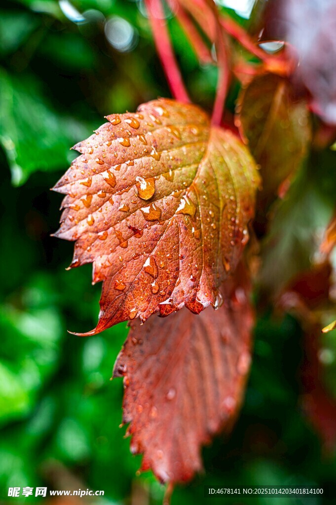 帶露紅葉