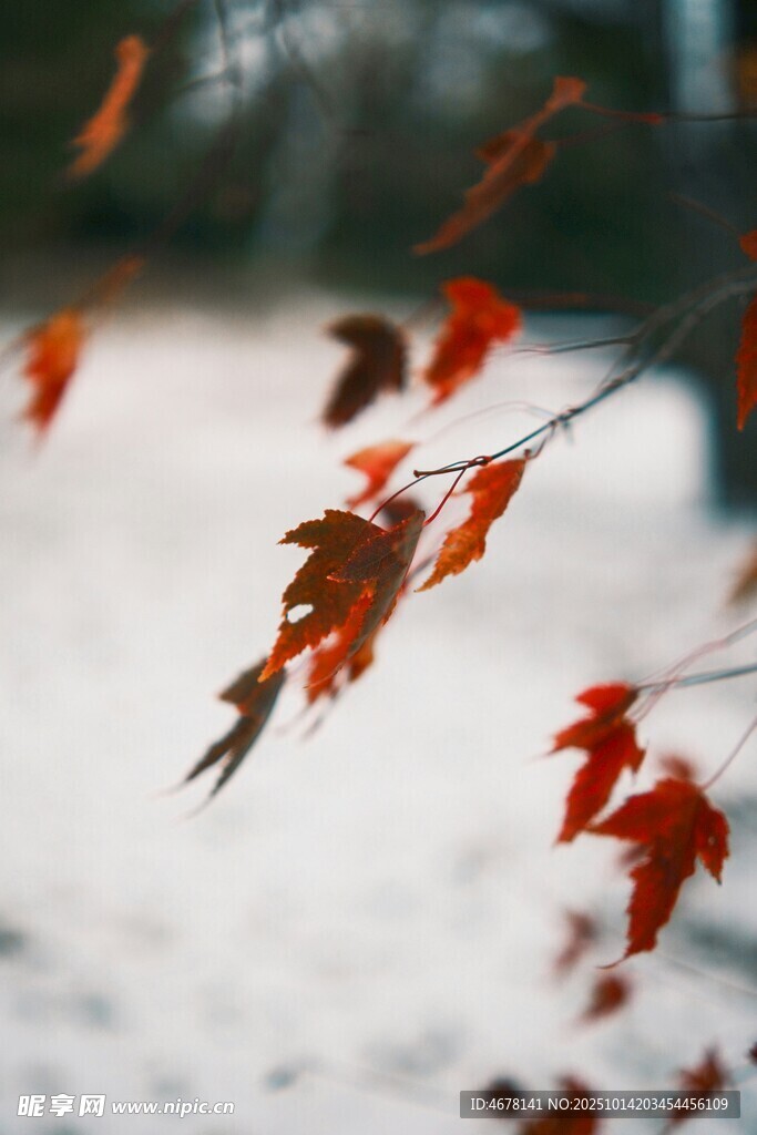 雪地上的紅楓葉