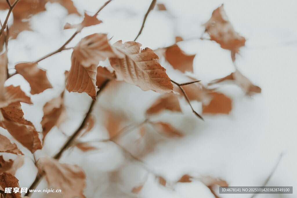 雪覆枯葉的蕭瑟景致