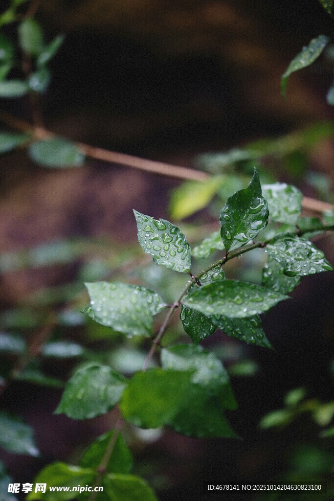 帶水珠的翠綠枝葉