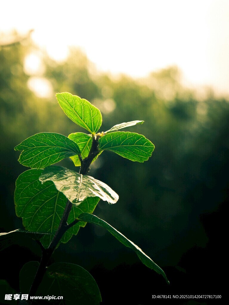 陽光下的嫩綠植物