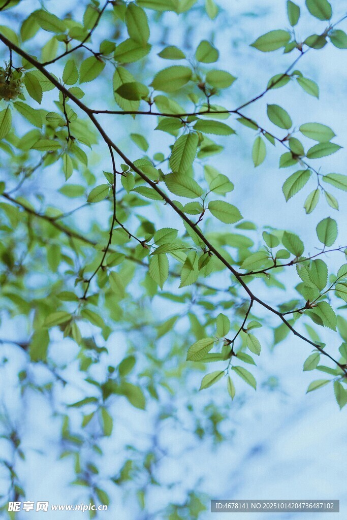 嫩綠枝葉映襯藍天