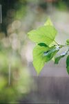 雨中綠葉