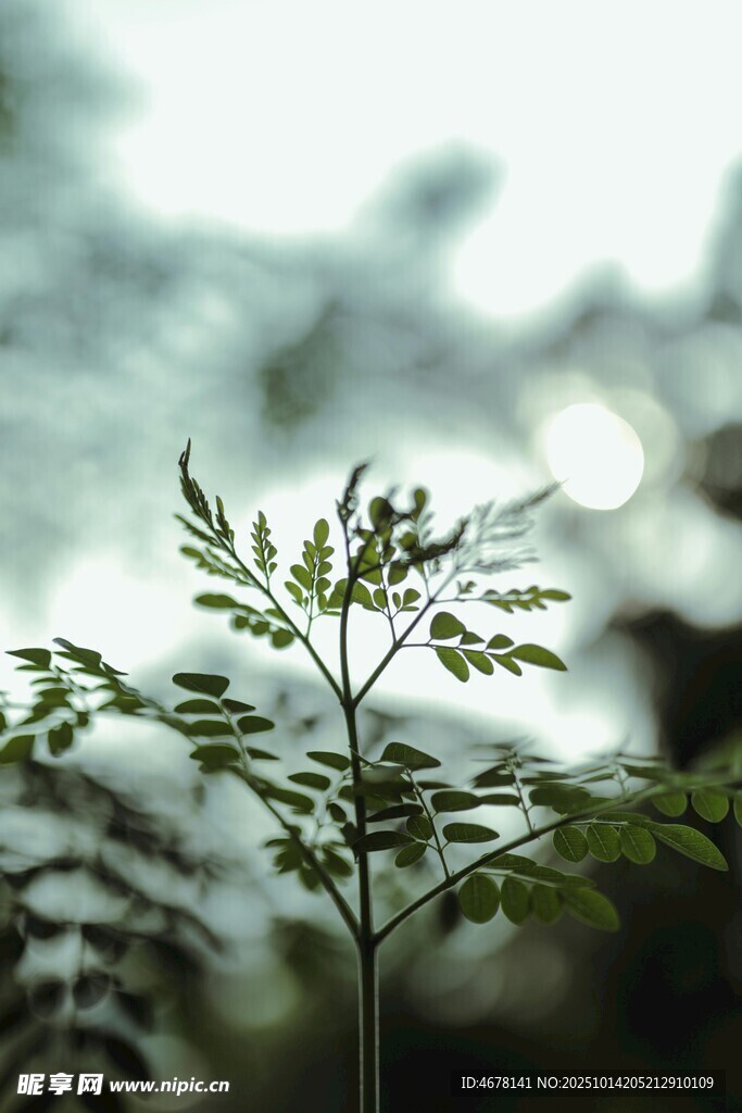 嫩綠蕨類植物特寫(xiě)