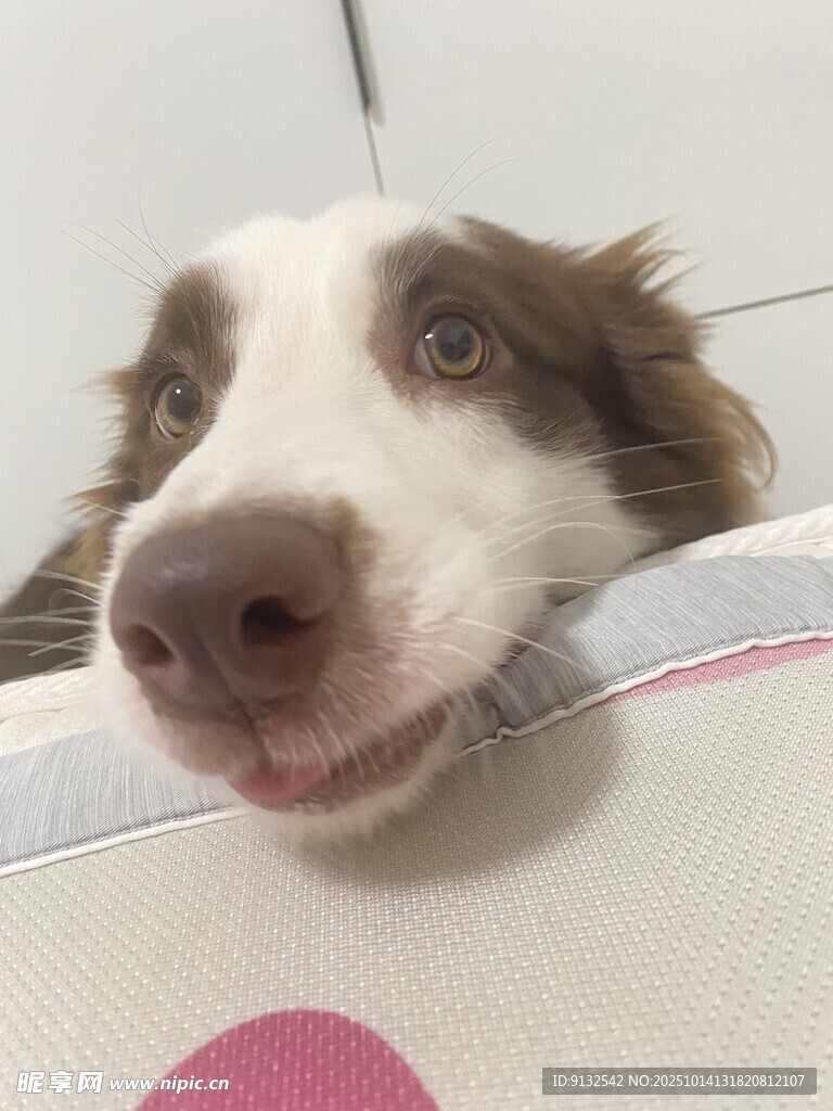 邊牧