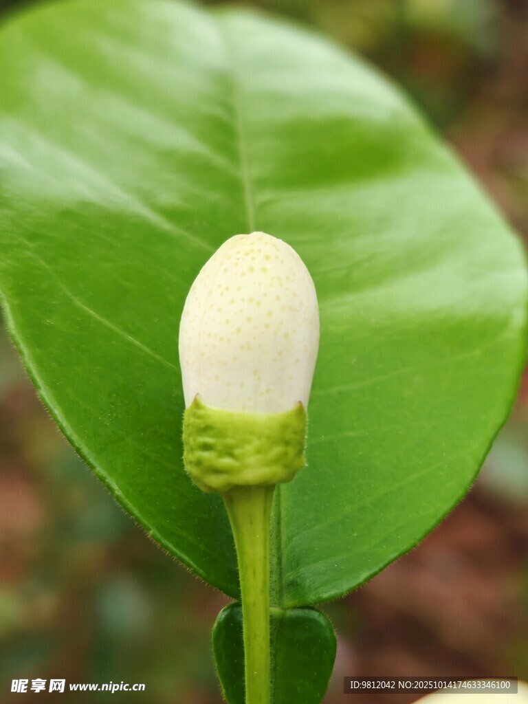 綠葉上的白色花苞