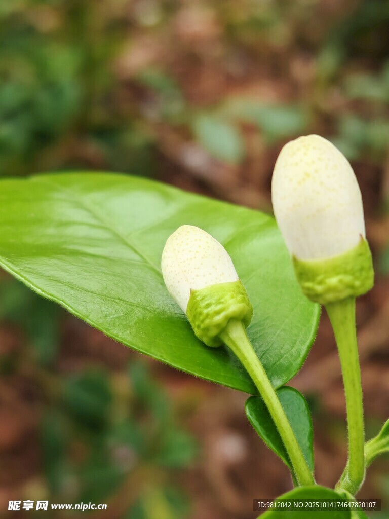 兩朵含苞待放的白色花蕾
