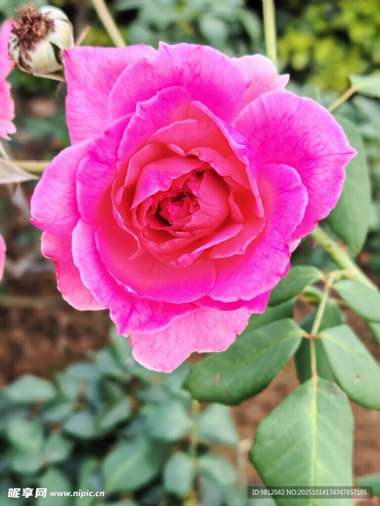嬌艷粉色月季花綻放