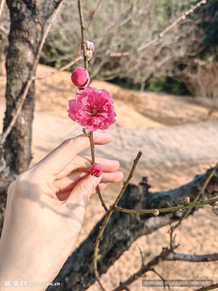 手捧嬌艷紅梅