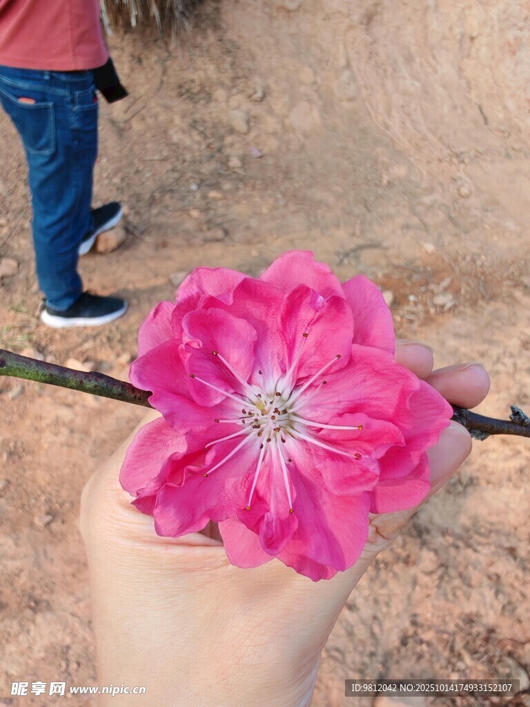 手持嬌艷粉色桃花