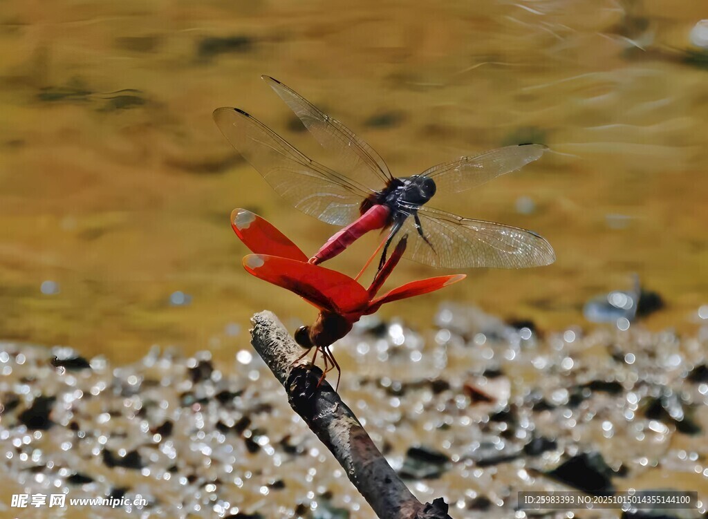 紅蜻蜓