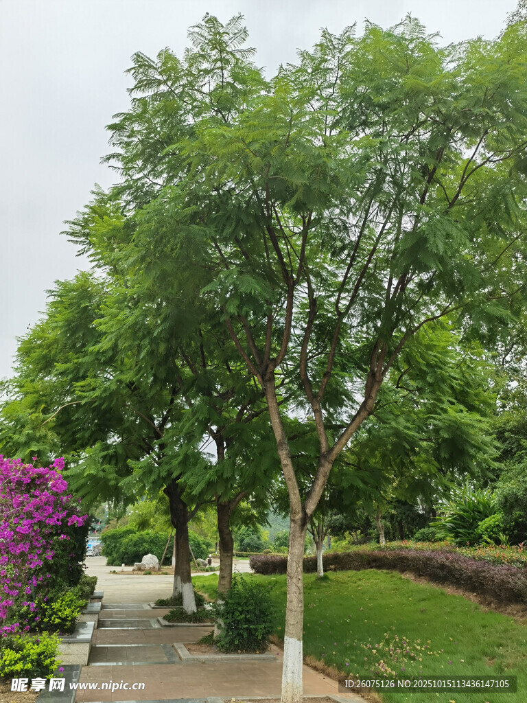 林蔭小道旁的綠植花卉
