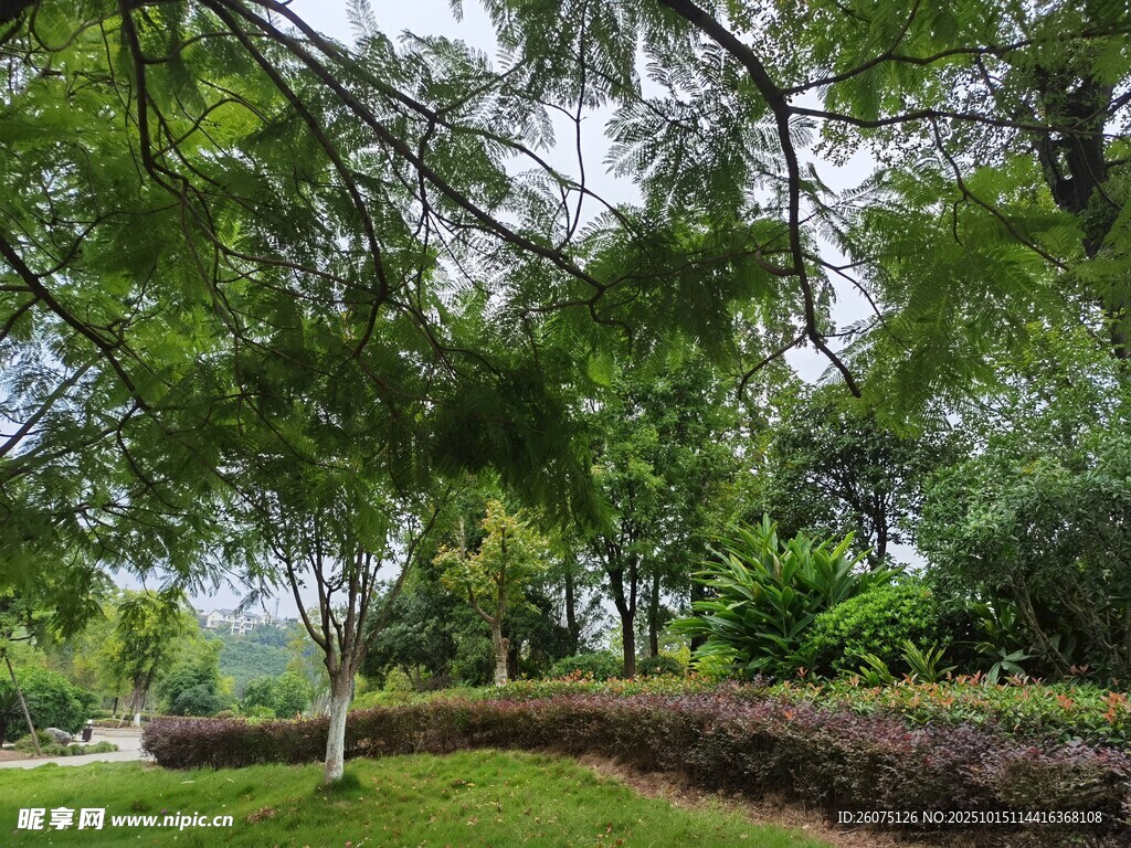 綠意盎然的公園景致