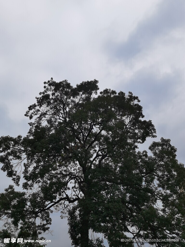 高大樹(shù)木與天空景象
