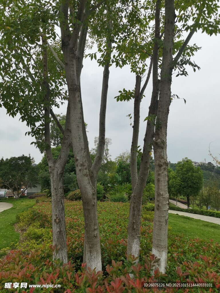 林蔭草地景觀
