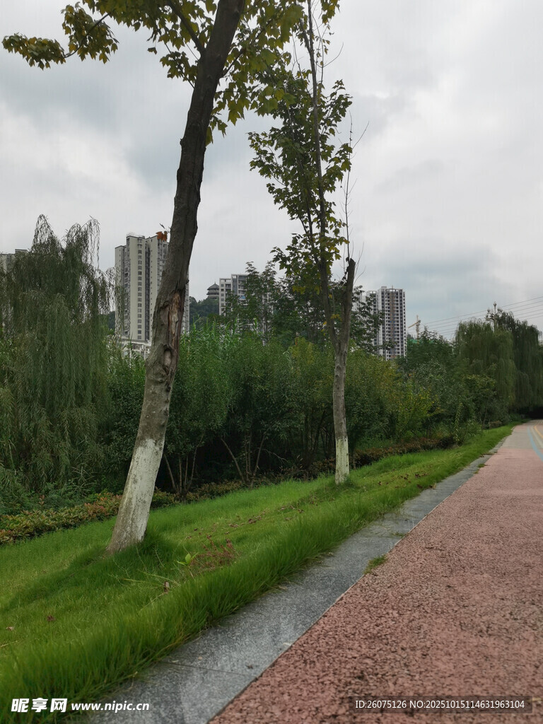 林蔭小道旁的綠植景觀