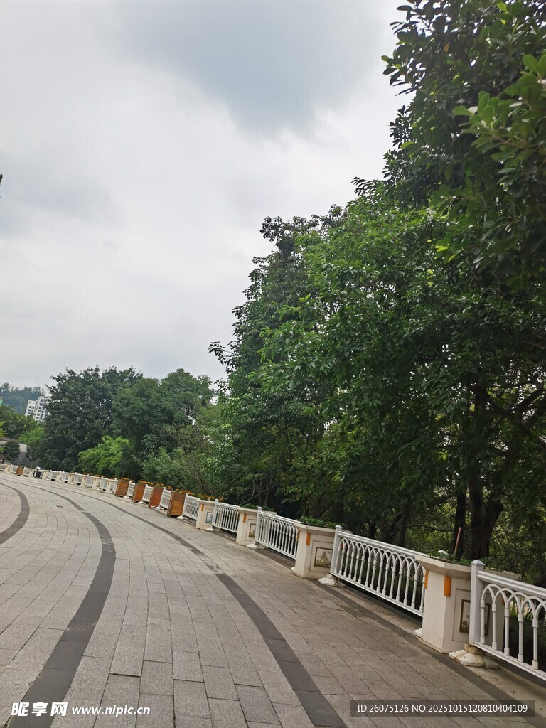 林蔭步道靜謐的戶外景致