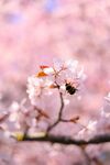 枝頭櫻花與蜜蜂