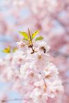 春日爛漫櫻花綻放