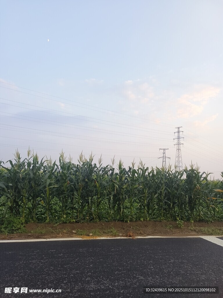 公路旁的大片玉米田