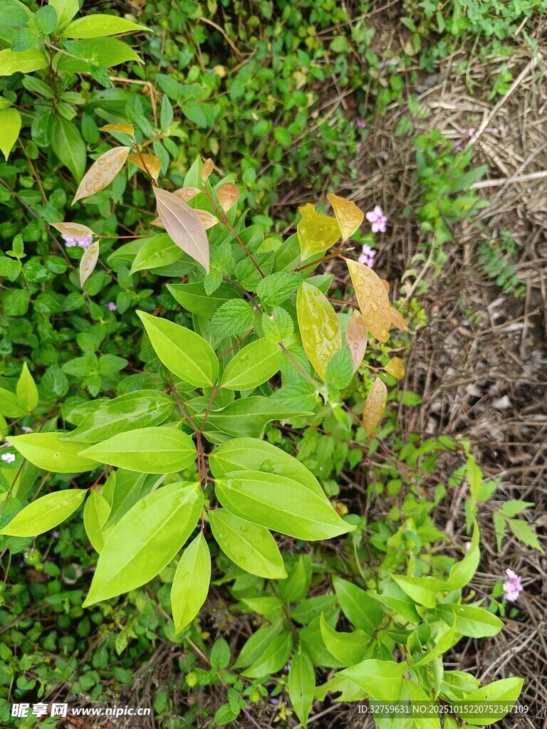 綠葉叢中的多彩植物