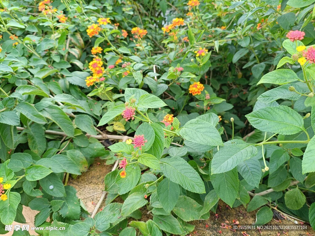 多彩花卉植物景觀