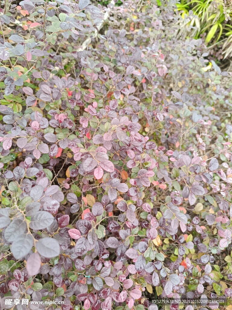 粉色多肉植物密集景觀