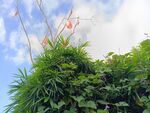 藍(lán)天綠葉間的艷麗花朵