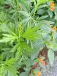 綠葉間的清新植物景象