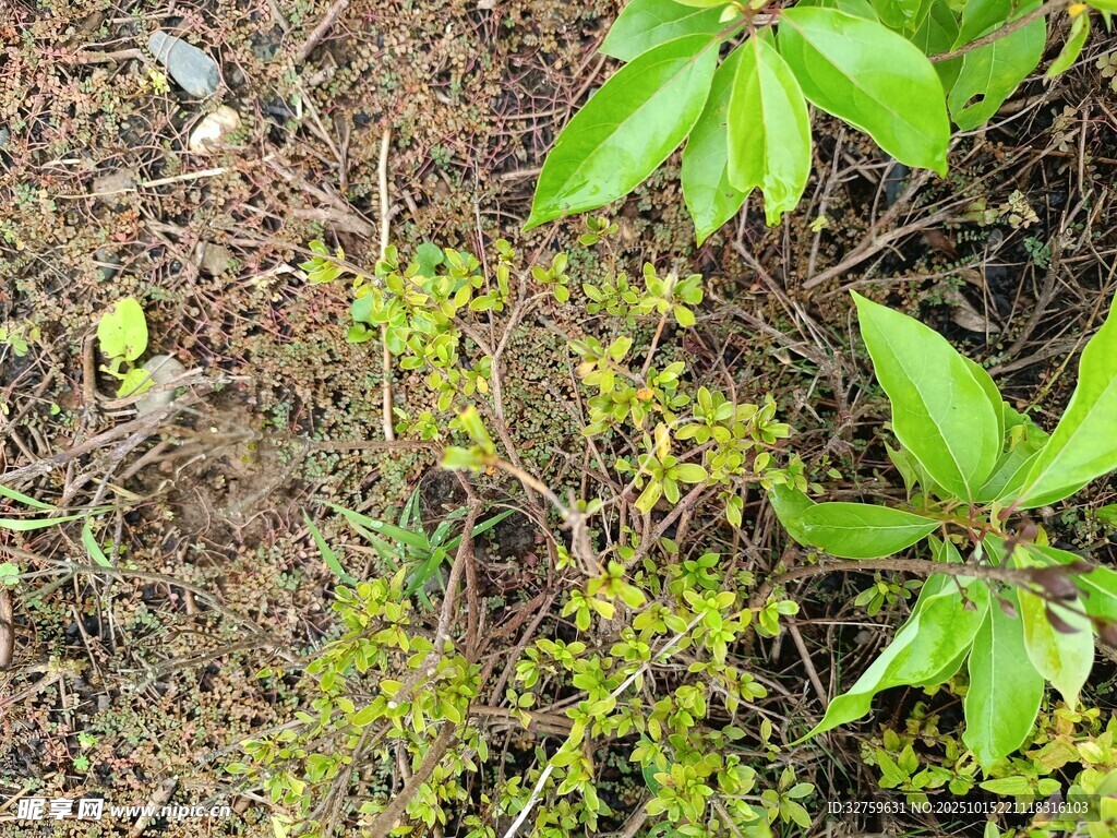 地面綠植與雜草景觀