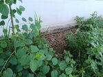 墻邊綠植生機(jī)盎然