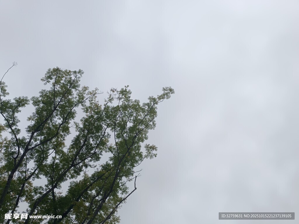 樹梢之上的灰白天空