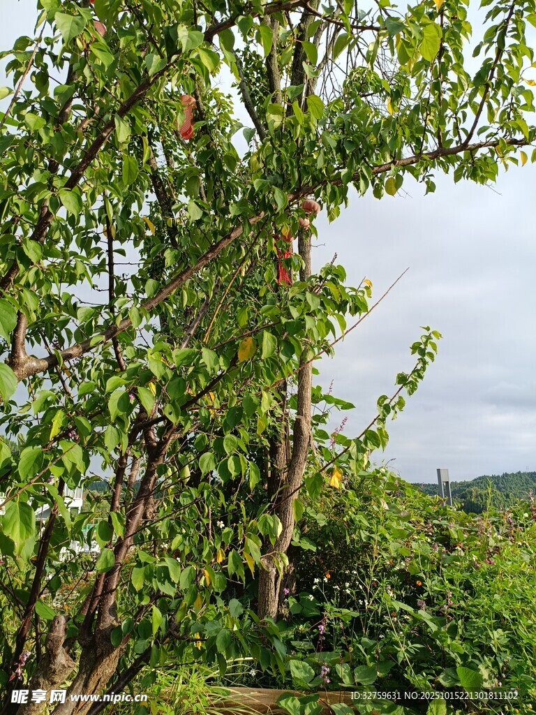 繁茂綠樹展現(xiàn)自然生機