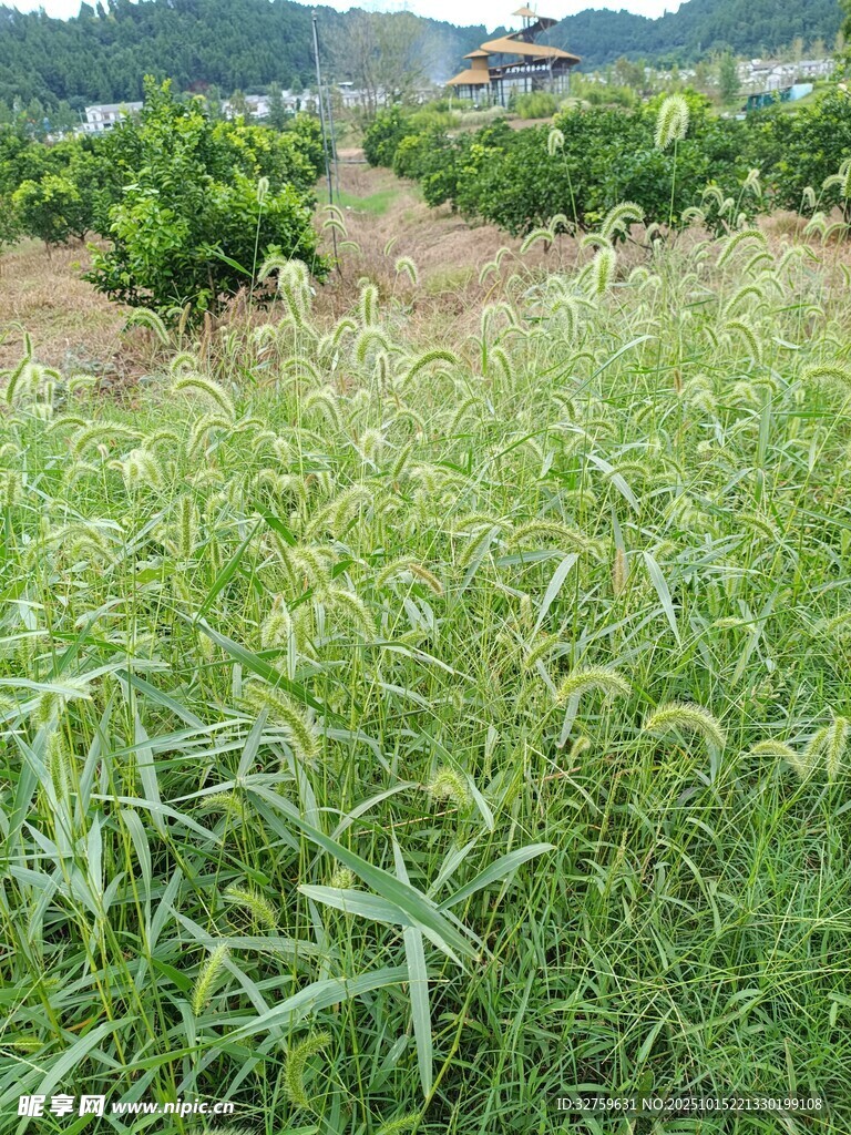 田野中的茂盛綠色植物
