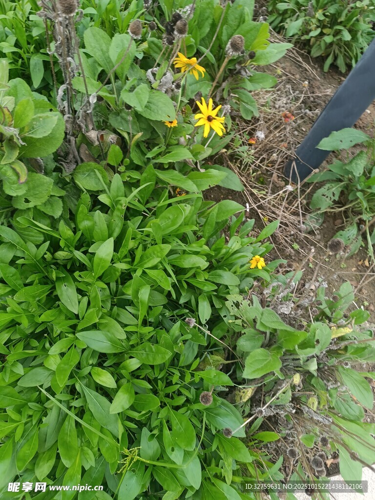 綠葉叢中的黃色小花