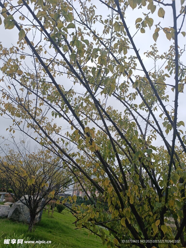 春日綠樹成蔭的景致