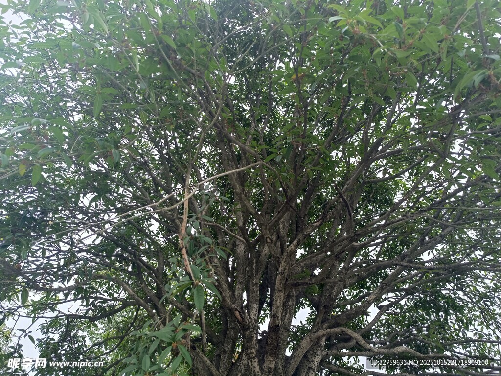 茂盛的綠樹