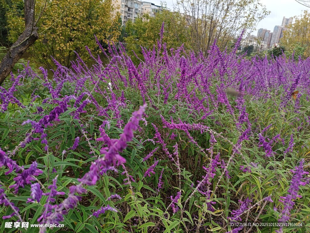 紫色花海綻放自然之美