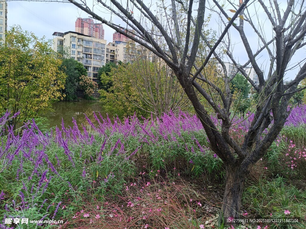 紫色花叢中的枯樹景觀