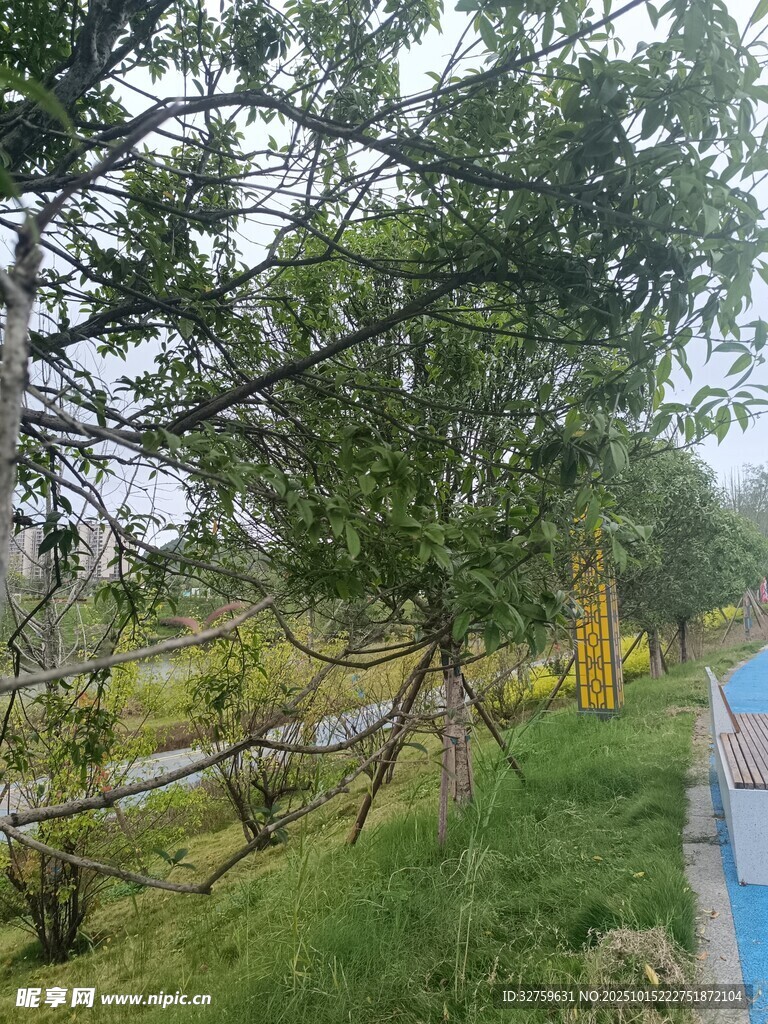 戶外綠樹草地風(fēng)景圖
