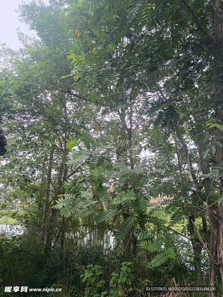 茂密樹(shù)林綠意盎然