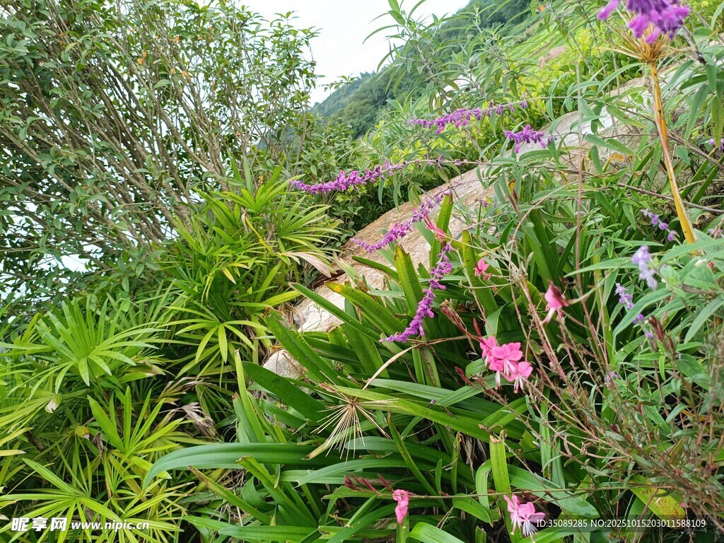山間爛漫花叢景色