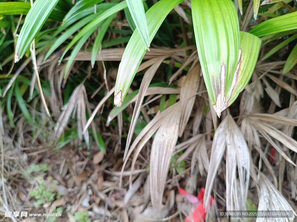 翠綠植物下的枯葉景象
