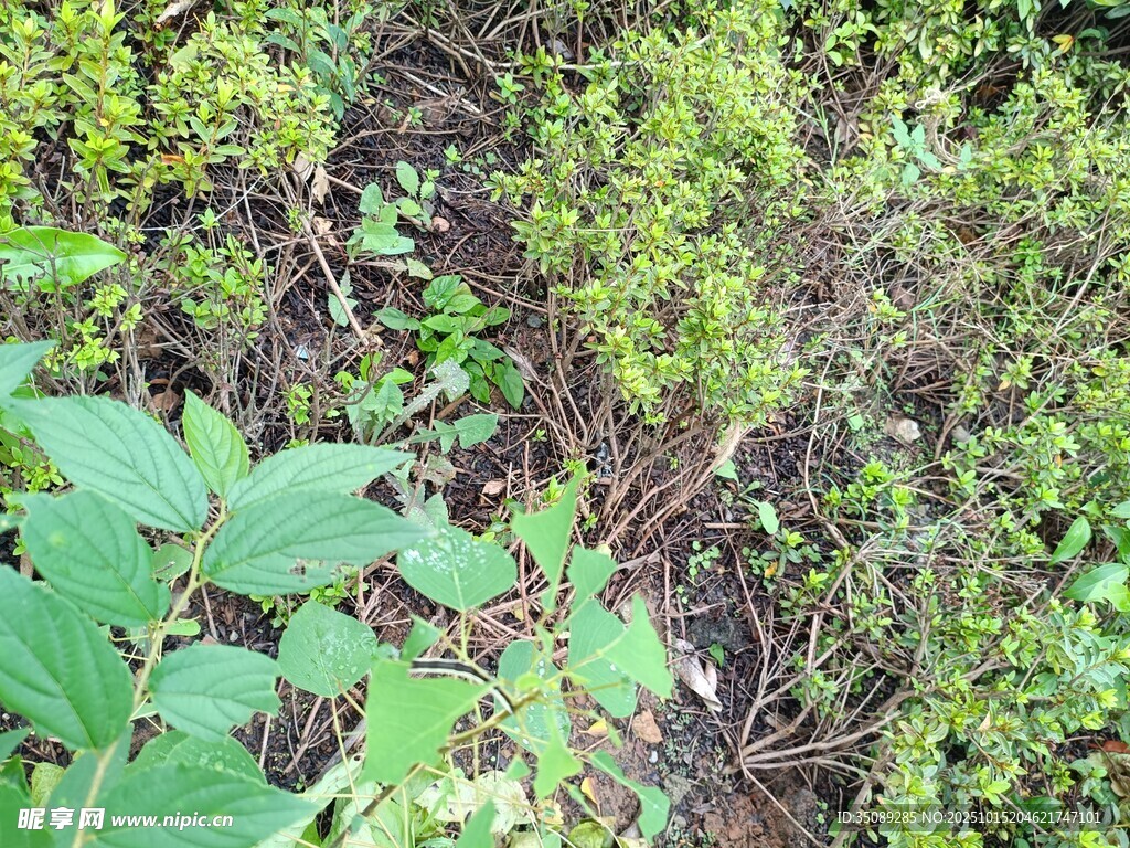 野外繁茂綠植景觀