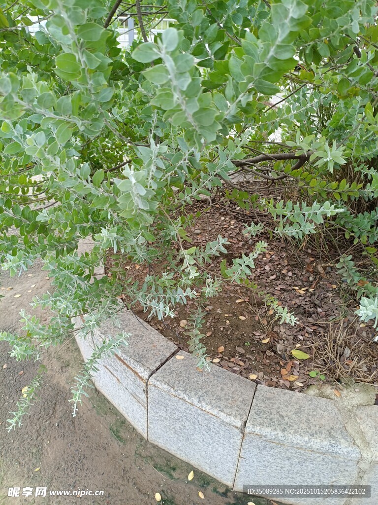 花園中的弧形石質(zhì)邊界